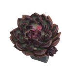 Echeveria Black Queen Hybrid