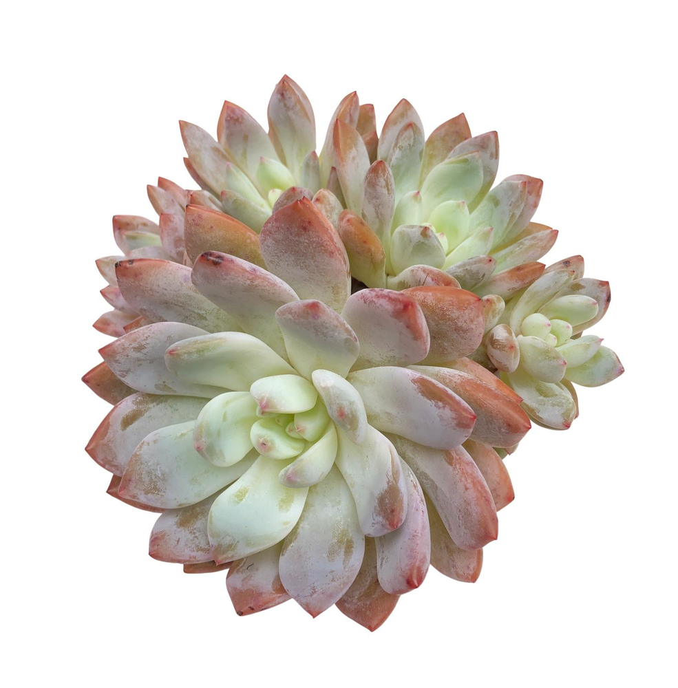 Echeveria Orange Monroe Cluster