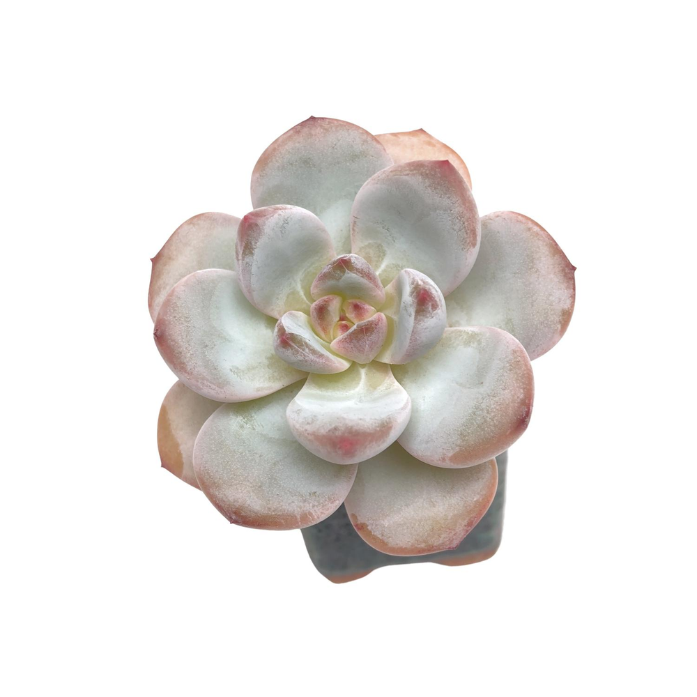 Echeveria Choco Cookie