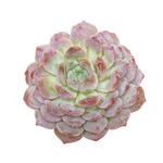 Echeveria Amazing Grace