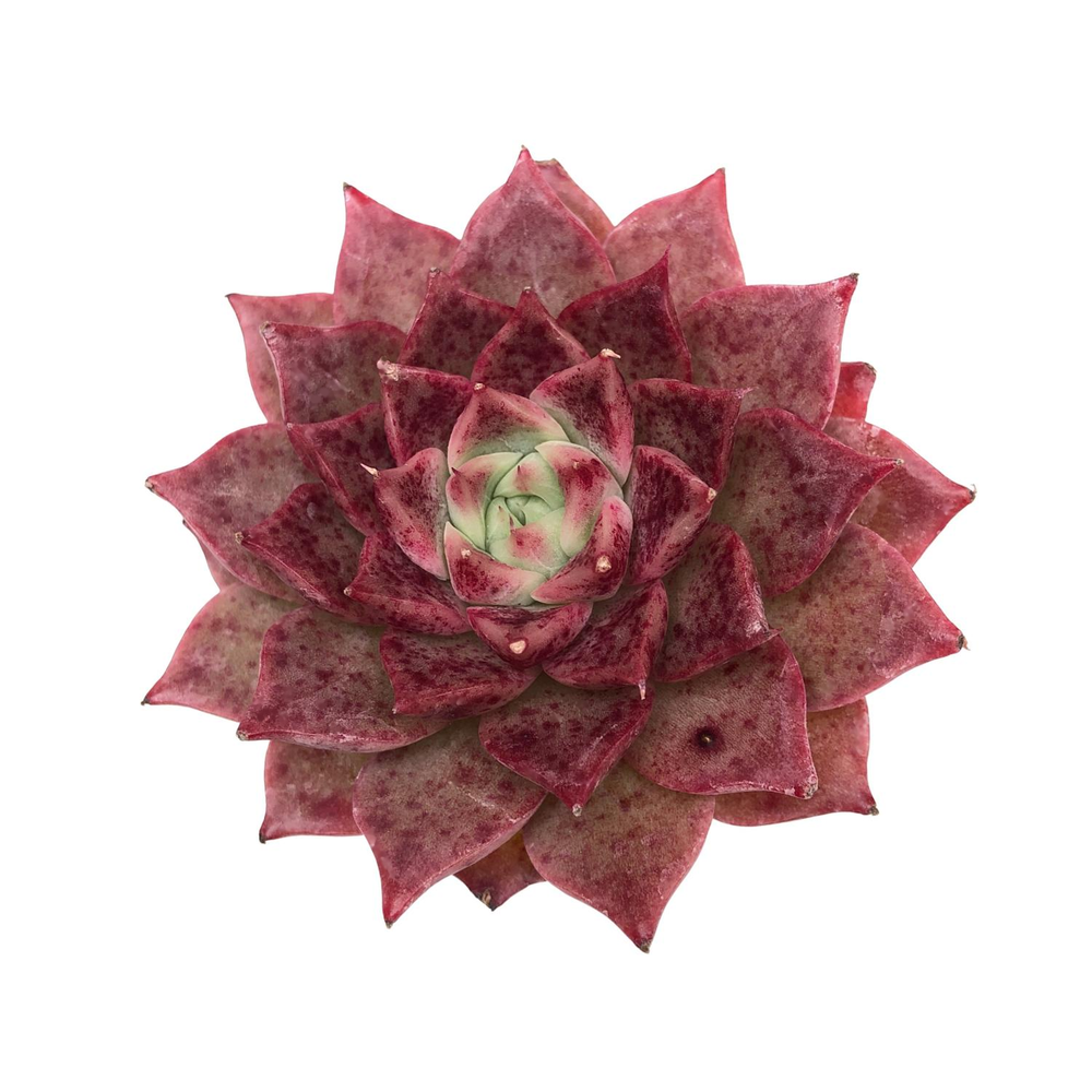 Echeveria Million Roses, (New Hybrid)