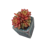 Echeveria Fire Play, Small (New Hybrid)