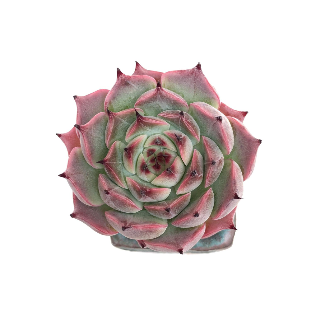 Echeveria Jackal