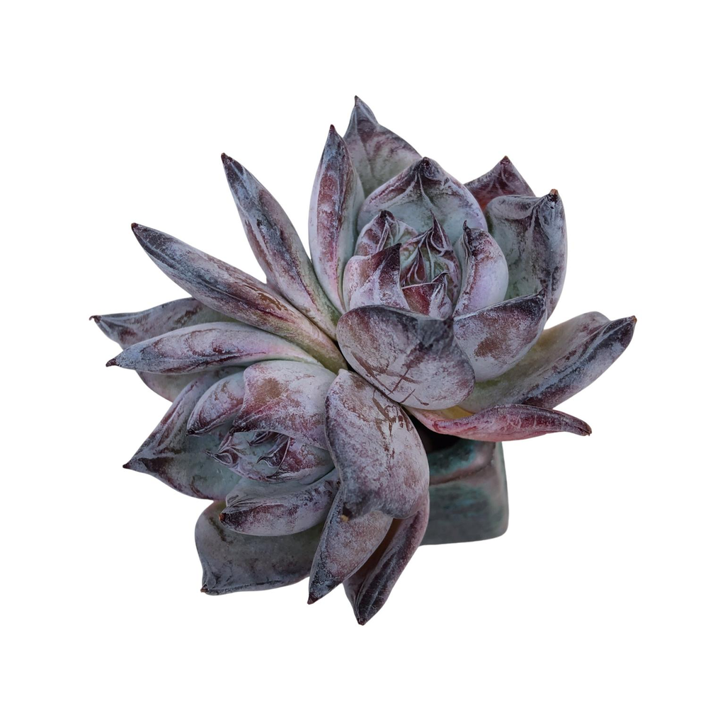 Echeveria Black Sabbath, True to Type Double