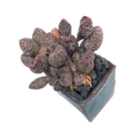 Adromischus Marianiae 'Coffee Beans'