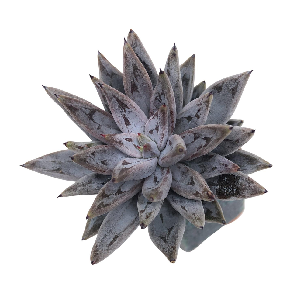 Echeveria Unguiculata