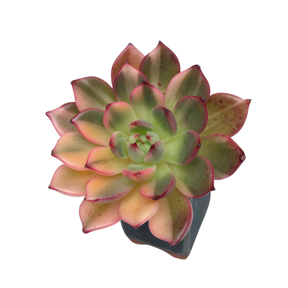 Echeveria Flamenco