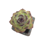 Echeveria Sp.