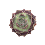 Echeveria Sp.