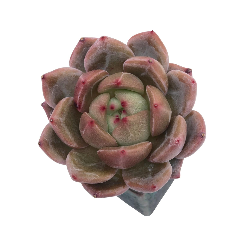 Echeveria Eos