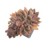 Echeveria Bonifica Cristata