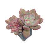 Echeveria Ariel, Double with Small Crest