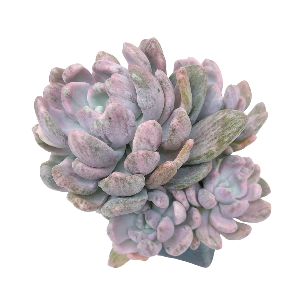 Echeveria Roly Poly Variegated and Mutated Cluster