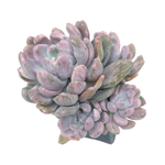 Echeveria Roly Poly Variegated and Mutated Cluster