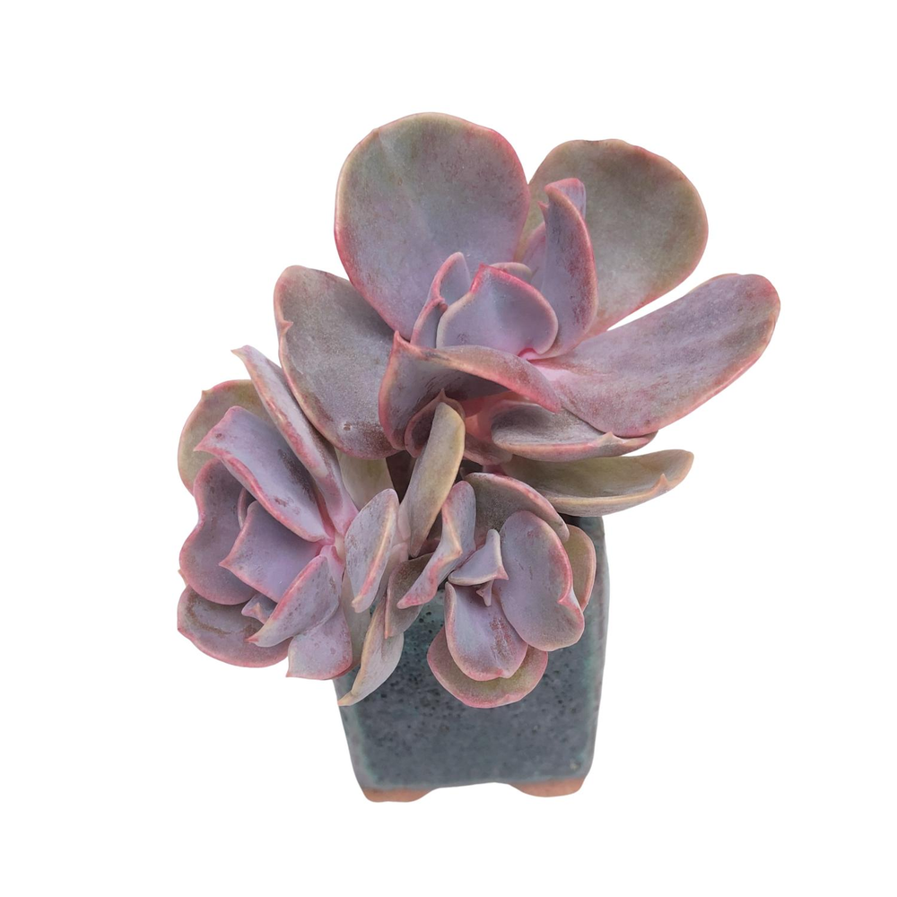 Echeveria Butterly, Triple (Please Read)