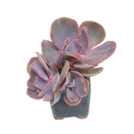 Echeveria Butterly, Triple (Please Read)