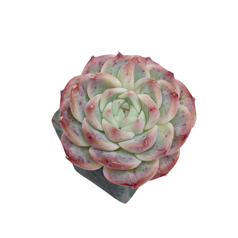 Echeveria Red Velvet