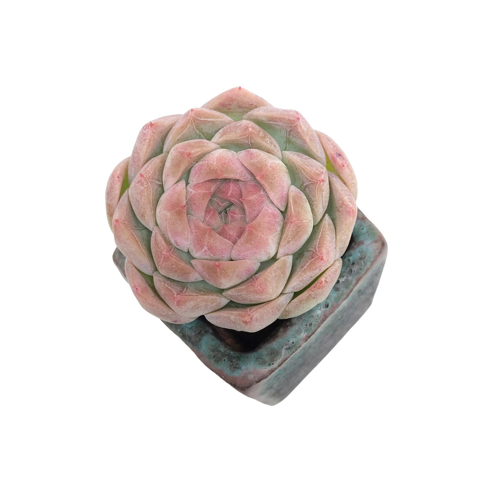 Echeveria Tourmaline, (New Hybrid)