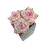 Echeveria Silhouette (Three Rosettes)