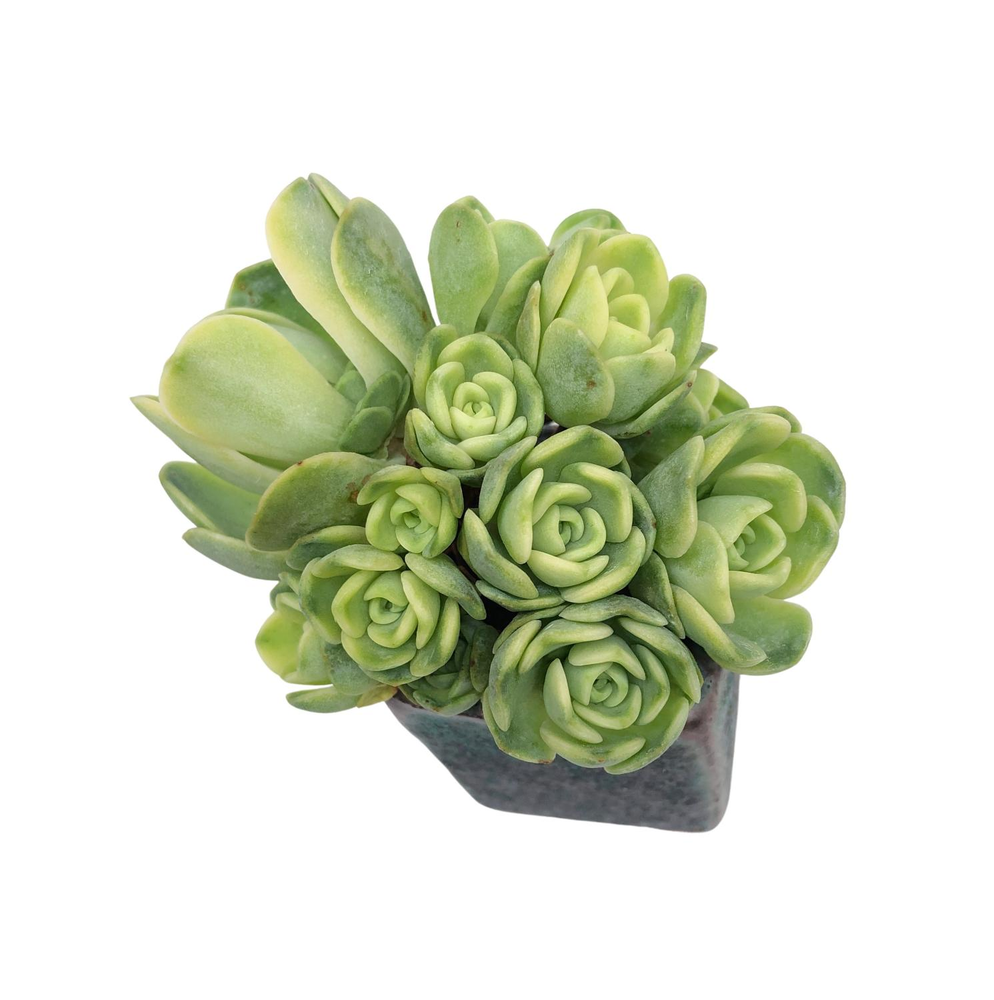 dodrantalis succulents Greenovia Dodrantalis Variegated Cluster – Cedar Creek Farmhouse