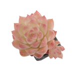 Echeveria Peach Queen, (New Hybrid)