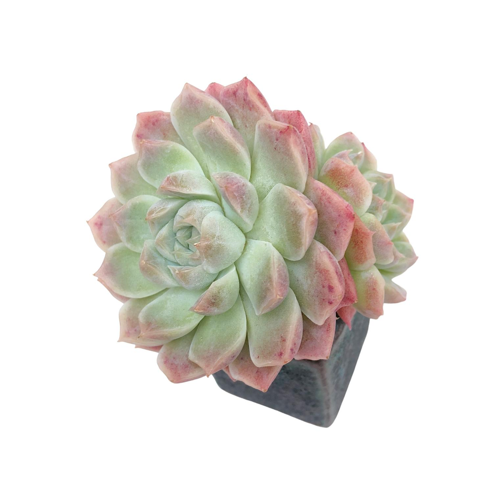 Echeveria Pink Bravo, Double (New Hybrid)