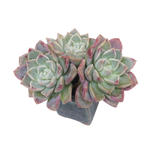 Echeveria Pink Spot, Triple (Please Read)