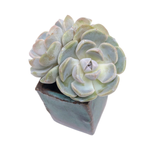 Echeveria Tynie Berger, Triple