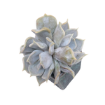 SALE! Echeveria Thriller Pearl, Small Triple