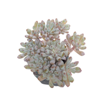 SPECIAL! JUST CART!! Graptopetalum Blue Beans, Small Cluster