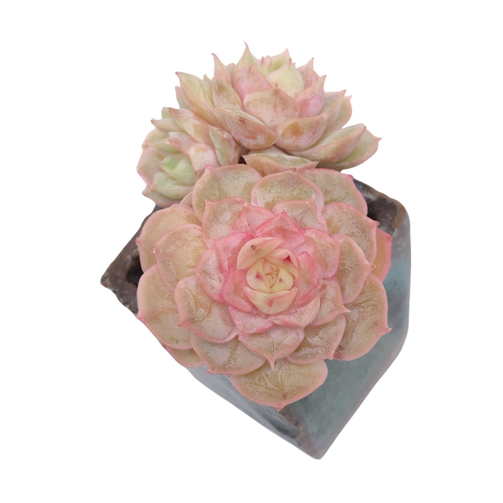 Echeveria Jelly Hybrid, Triple