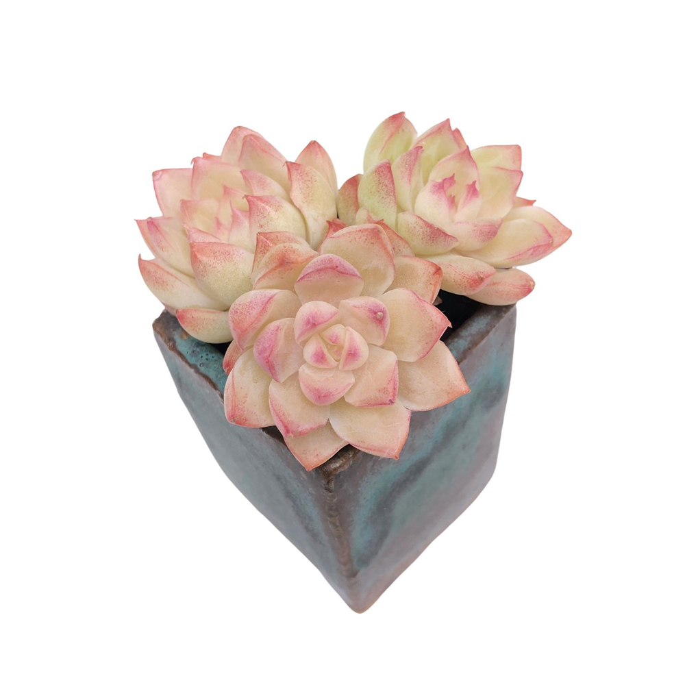 Echeveria Peach Queen, Three Rosettes,(New Hybrid)