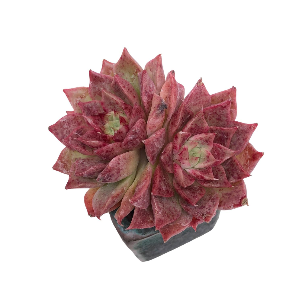 Echeveria Million Roses, Double (New Hybrid)