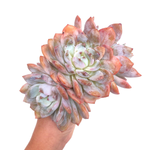 Echeveria Orange Monroe, Huge Triple