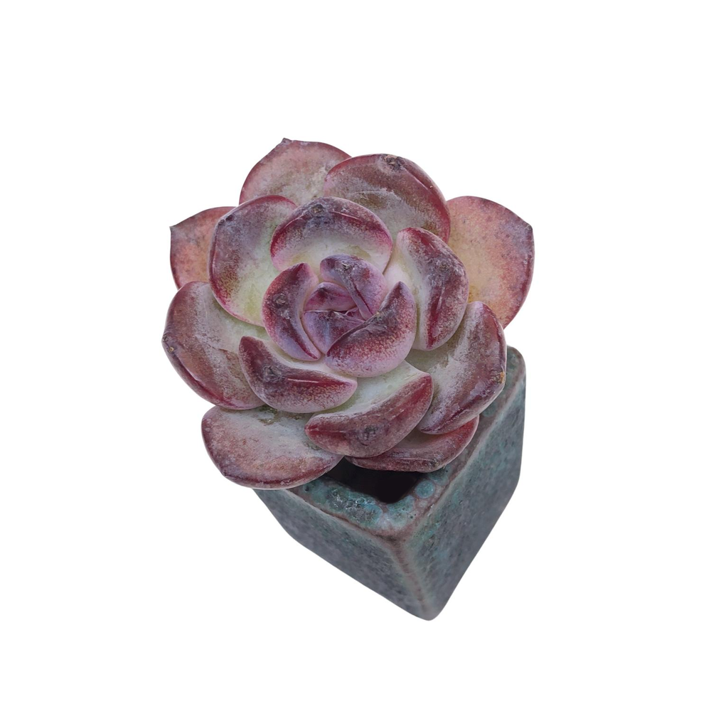 Echeveria Dark Opal, Small