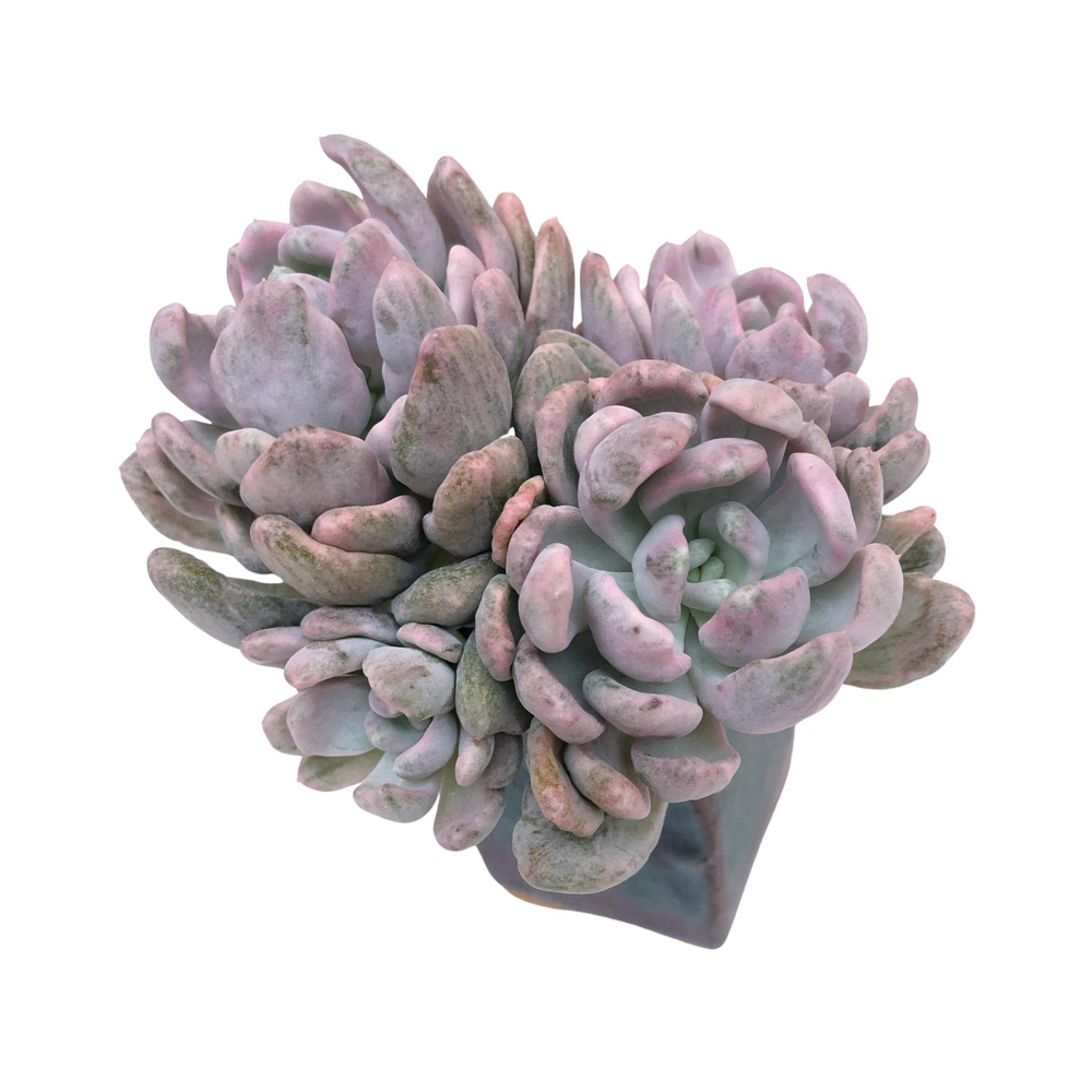 Echeveria Roly Poly Variegated and Mutated Cluster