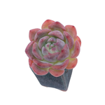 Echeveria Keralean, Small