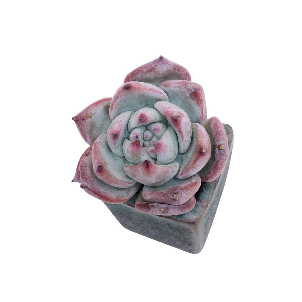 Echeveria Black Sabbath, Small