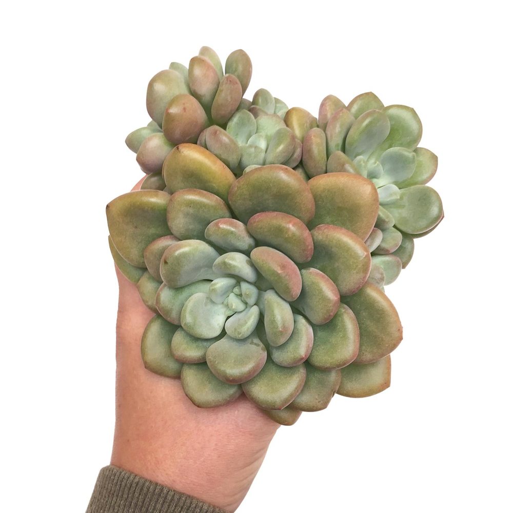 Echeveria Ice Cream, Huge Cluster (Not Stressed)