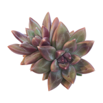 Echeveria Tivoli