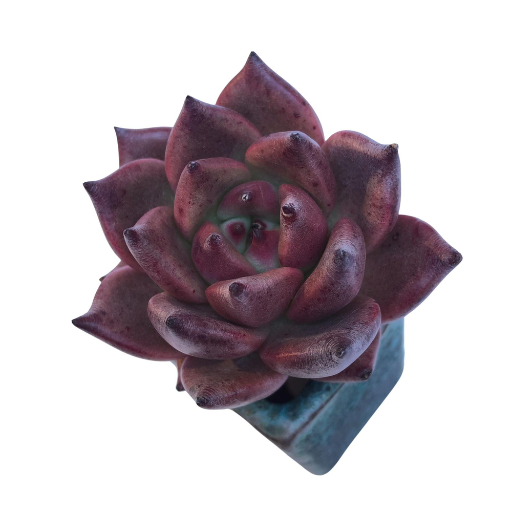 SALE! Echeveria Agavoides Sp.