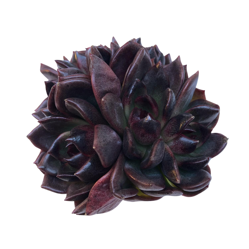 Echeveria Black Rose, Cluster