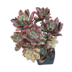 Echeveria Mini Belle, Mature Variegated Cluster