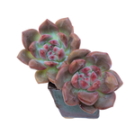 SPECIAL! JUST CART!! Echeveria Ariel Double