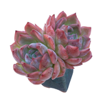 Echeveria Keralean, Double