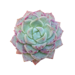 Echeveria Sp.