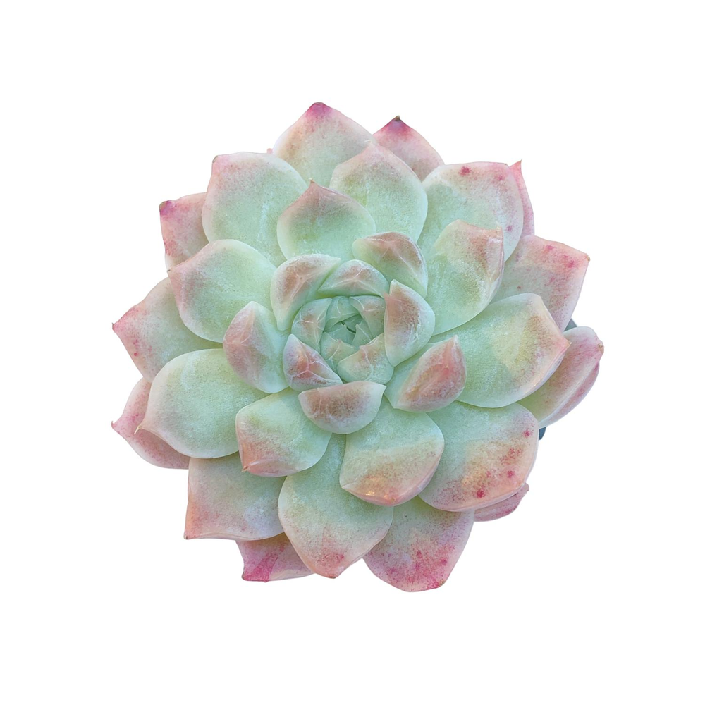 Echeveria Pink Bravo