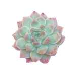 Echeveria Pink Bravo