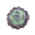 Echeveria Sp.