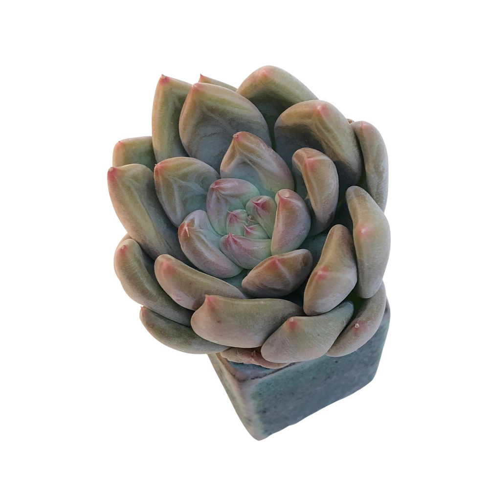 SALE! Echeveria Sp.